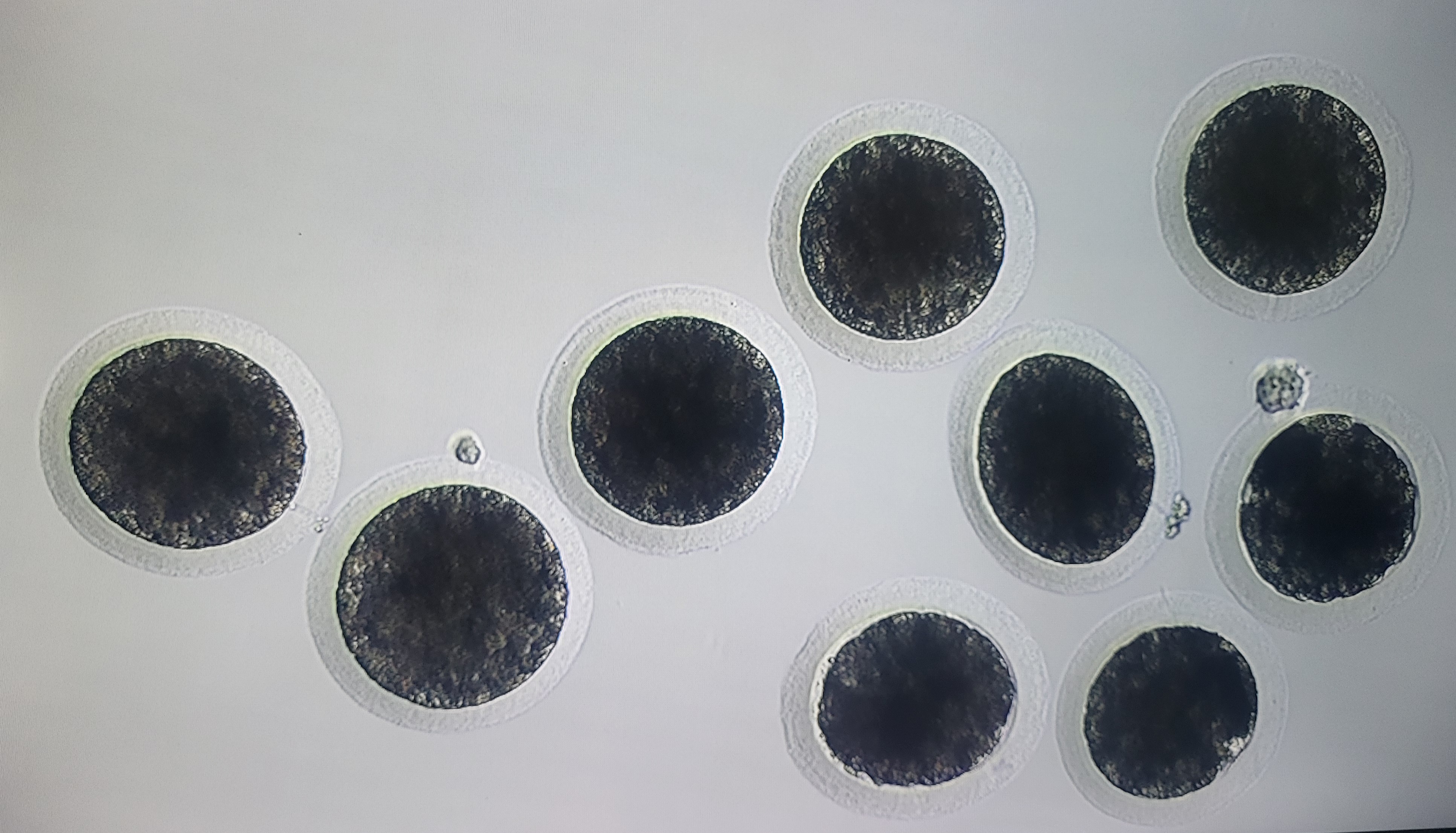 ICSI Embryos
