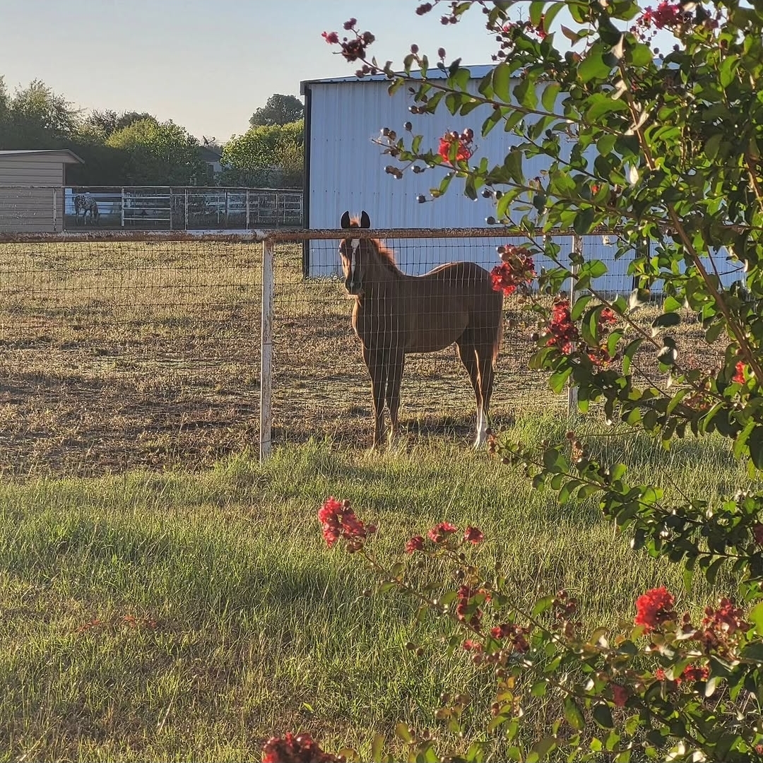 ICSI Foal born at Vita Nova