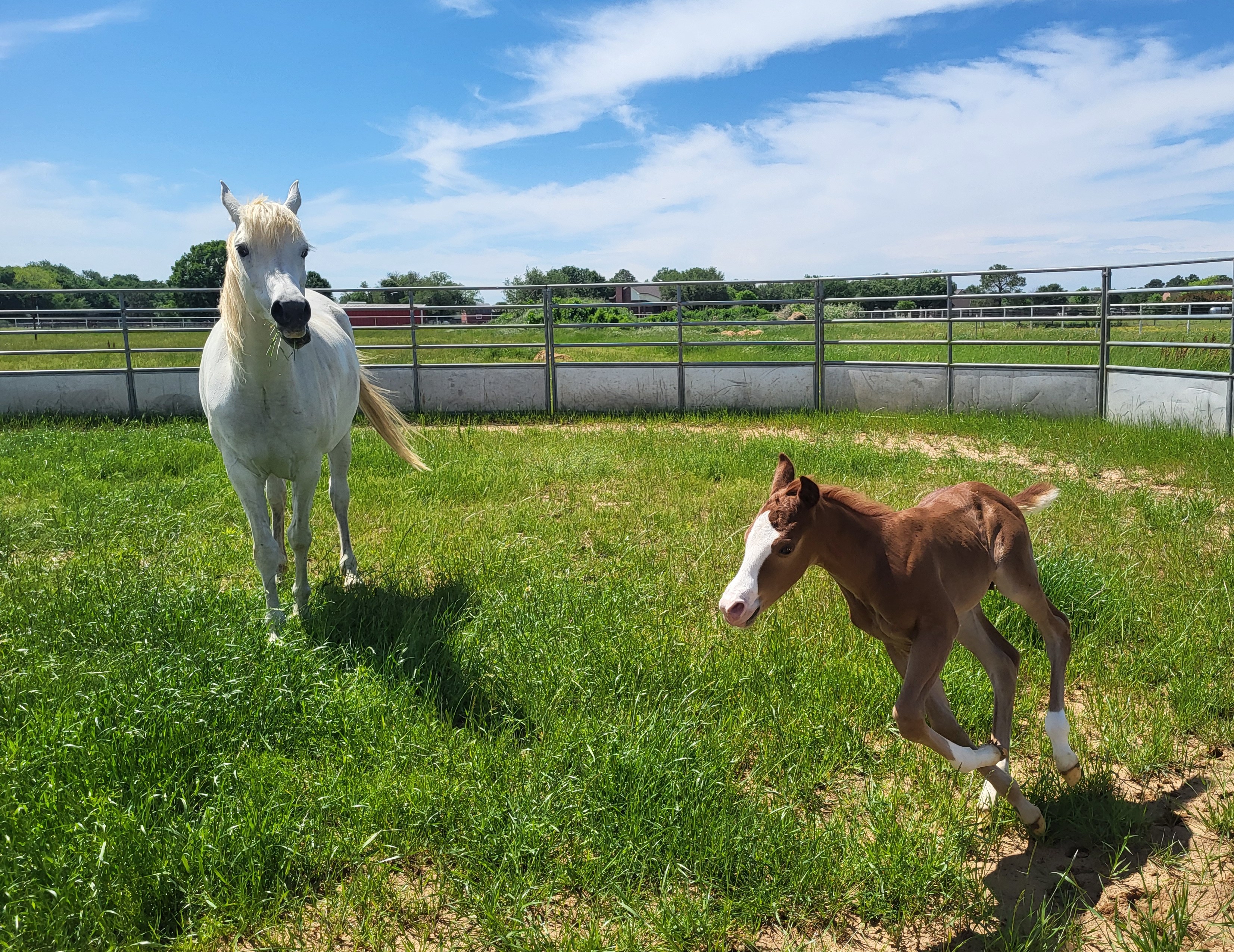 Foal from a low quality D9 VNRC Embryo